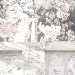 hihi !! my name is aeri but you can call me elysia too ! I use she/her, im bi w/ slight male pref and i'm filipino.